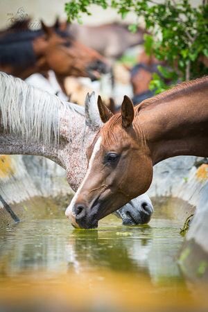 sdaheralmosawi's tweet photo. #goodmorning #horses #bh #bahrain #manama #saydan #white #brown #صباح_الخير #الخيول # https://t.co/fNcEclunpB