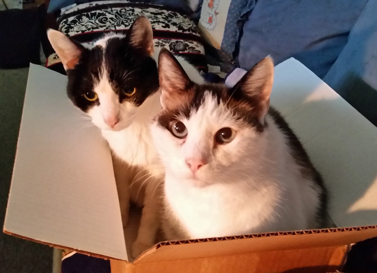 bd560_1988's tweet image. 2016 Twitter Highlights: Still having our barn cats around..in their natural environment-a barn box. #CuddleCritters