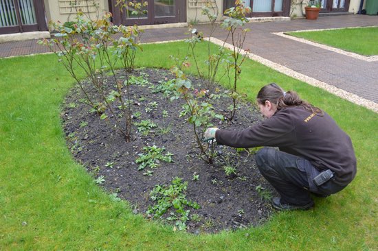 BaronVonGoolo's tweet image. #ItsNotAWasteIf you use the corpse to fertilize your roses.