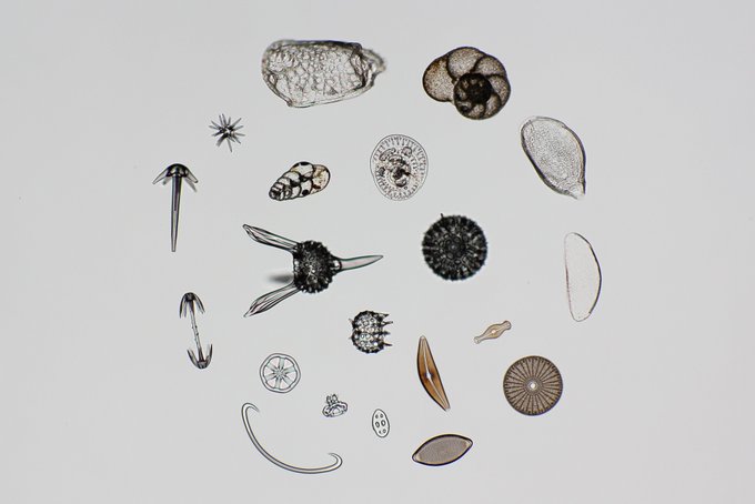 化石のtwitterイラスト検索結果 古い順