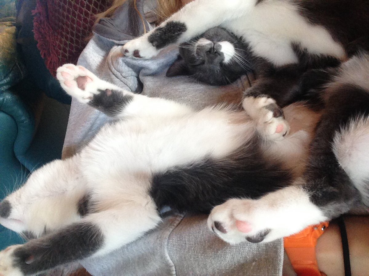 Gas_Air_CCdoc's tweet photo. My super power: Making little fury animals fall asleep upside down on my lap. 
I must be oozing anesthetics
True #gasdoc 😉💉 https://t.co/WmeEJTkuN5