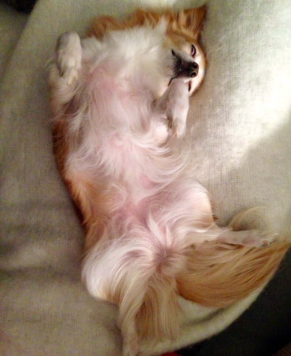 Gas_Air_CCdoc's tweet photo. My super power: Making little fury animals fall asleep upside down on my lap. 
I must be oozing anesthetics
True #gasdoc 😉💉 https://t.co/WmeEJTkuN5