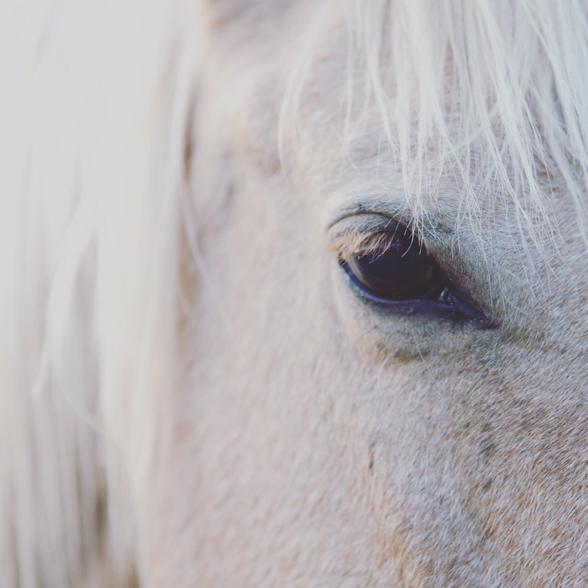 #littlebookcliffs #landscape #photography #wildmustangs #horses #stallions #mares #range #colorado #roadtrip <a href="/ROMtoronto/">Royal Ontario Museum</a> #ROMwpy #wildlife