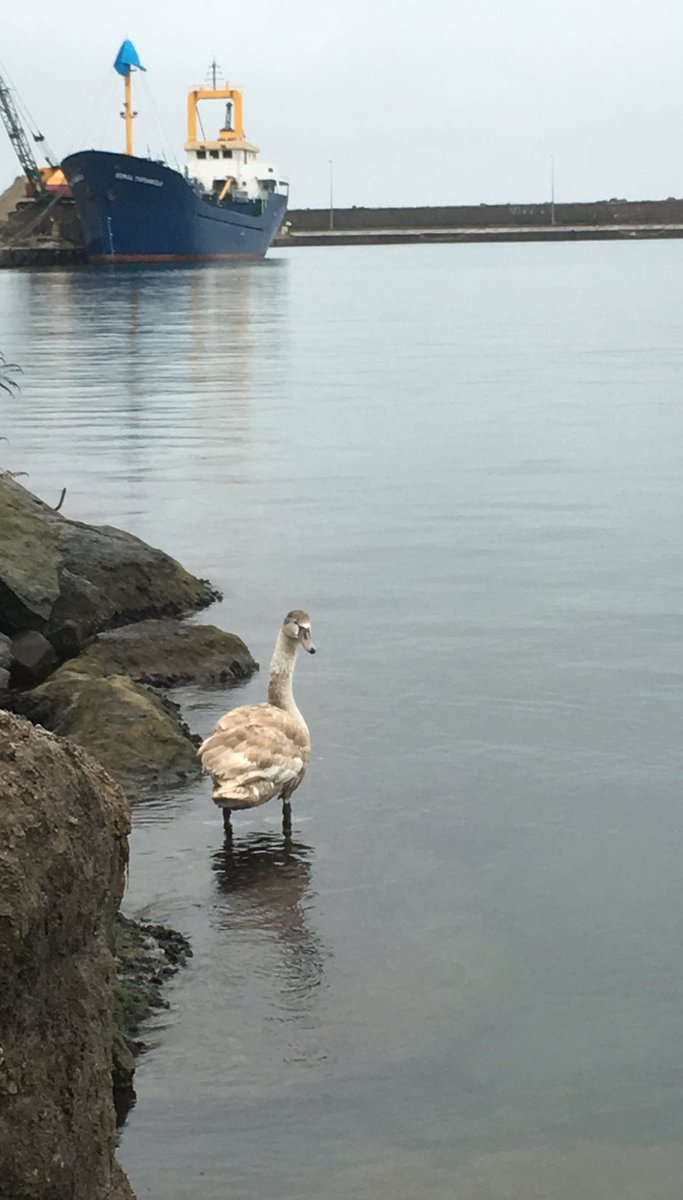 KRALFAYSAL1923's tweet image. #Günaydın 🌞 Bugün Özel Ziyaretçimiz var "İstediğin Kadar Kalabilirsin" #Kuğu #Rizeport #PortOfRize #Türkiye