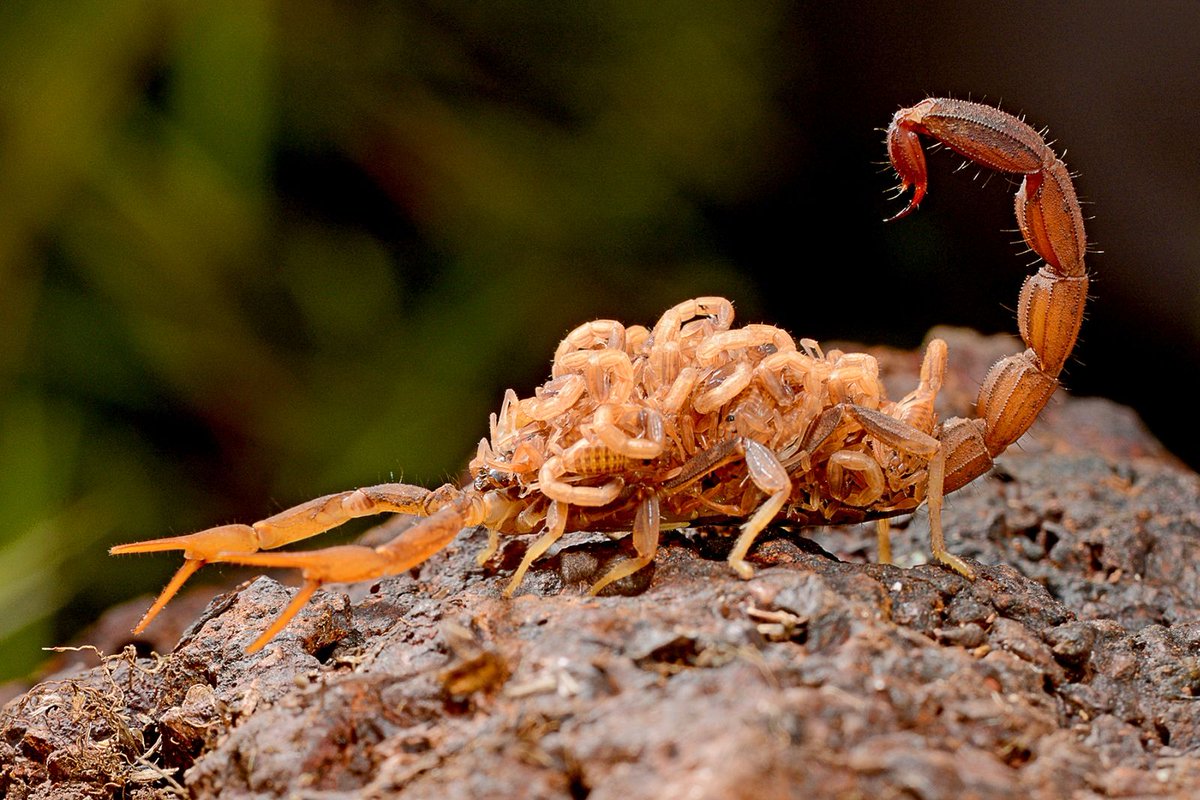 AdventureNcom's tweet image. A #Scorpion with its babies clicked by Yuwaraj Gurjar was one of our finalists for our #Wildlife Category in #CaptureAdventure Photo Contest