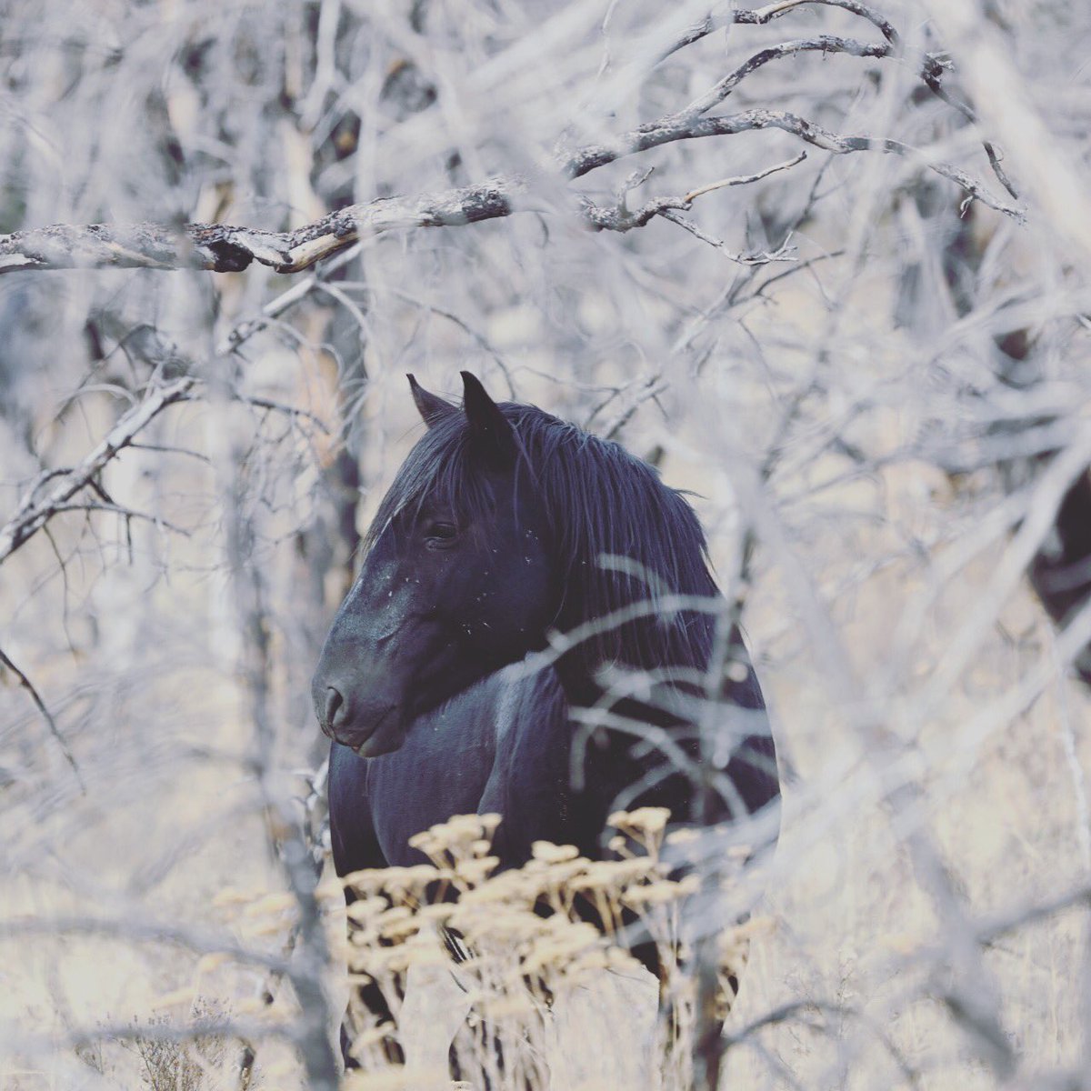 #littlebookcliffs #landscape #photography #wildmustangs #horses #stallions #mares #range #colorado #roadtrip <a href="/ROMtoronto/">Royal Ontario Museum</a> #ROMwpy #wildlife