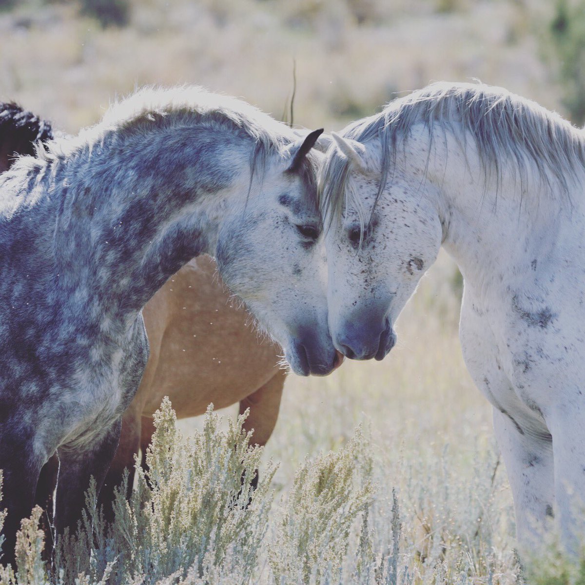 #littlebookcliffs #landscape #photography #wildmustangs #horses #stallions #mares #range #colorado #roadtrip <a href="/ROMtoronto/">Royal Ontario Museum</a> #ROMwpy #wildlife