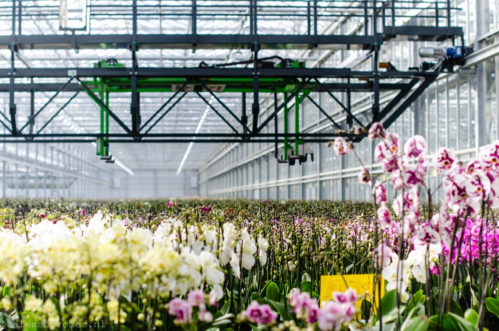 TerLaakOrchids's tweet photo. Zoek jij wat meer uitdaging in 2017?! Versterk ons team als #Teeltmanager! https://t.co/uz2T0a2IVP https://t.co/k6Q1zMi70J