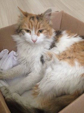 İstanbul Çapa,Şehremini civarında kedi bulunmustur. İrtibat:05395158233