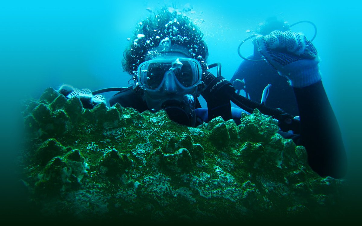 ecuadortrips's tweet photo. Dive in Galapagos! ➡ https://t.co/tx0VOO8R1l 🐢 https://t.co/jLHmmnS7Xd