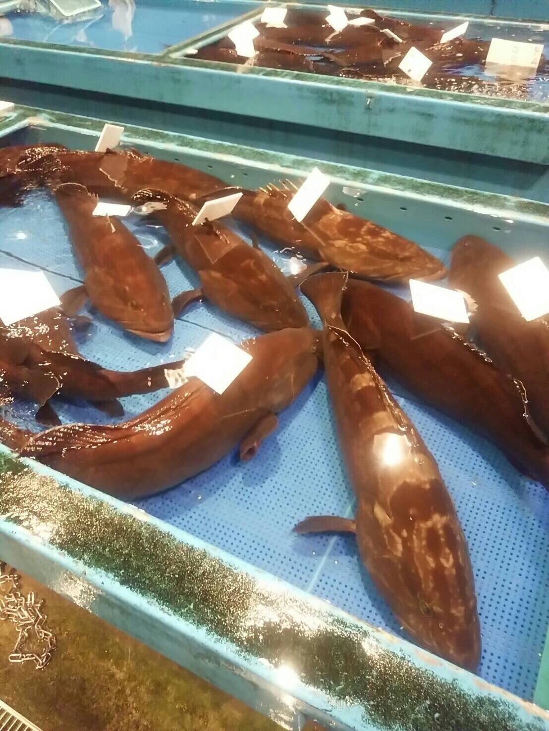 博多の魚屋さん おぎはら鮮魚店 福岡長浜魚市場では毎年28日朝の4時にアラ クエ のセリが始まります 今朝のアラがズラリと並べられた様子です O 魚屋 おぎはら鮮魚店 魚 Fish Hakata 博多の魚屋さん 長浜 博多 アラ クエ 幻 幻の魚