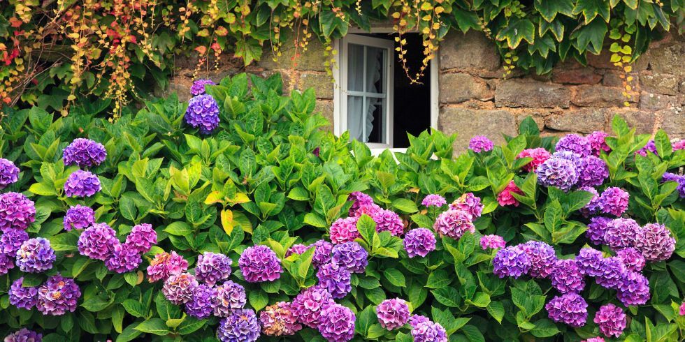 HB's tweet photo. 11 facts every hydrangea enthusiast needs to know https://t.co/KbbbiHvNob https://t.co/n1JGBnN8ji