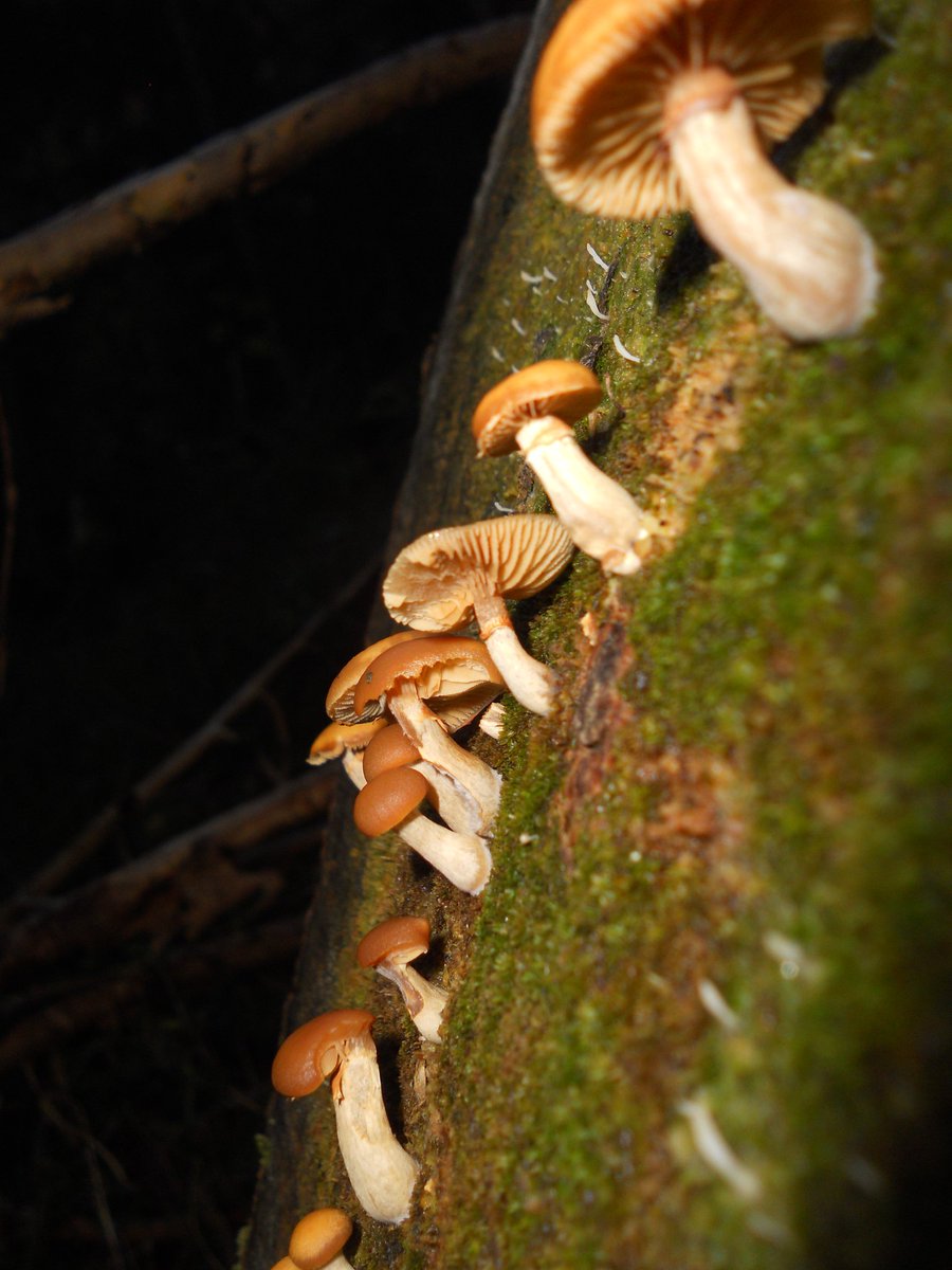 SamuelMarent's tweet photo. These #fungi are reminding me strong of the #toxic #galerina marginata, or at least G.sp. Here surrounded by #multiclavula #lichen. https://t.co/ovRr5Xwtah