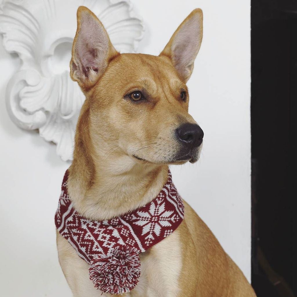 CanineNeeds's tweet photo. Baby it's cold outside โ #wrapupwarm #dogaccessories #scarf #rescuedog #mixedmutt #rescuedโฆ https://t.co/EChST0QjrW https://t.co/T8Je5em2Pp