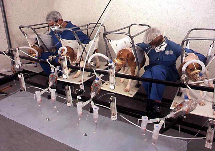 ajpReact's tweet photo. Photo reveals horrific day in the life of a #LabBeagle, here’s what we can do to help: https://t.co/axHfqS2v7q #AnimalRights @OneGreenPlanet https://t.co/4YWdEwRIeH