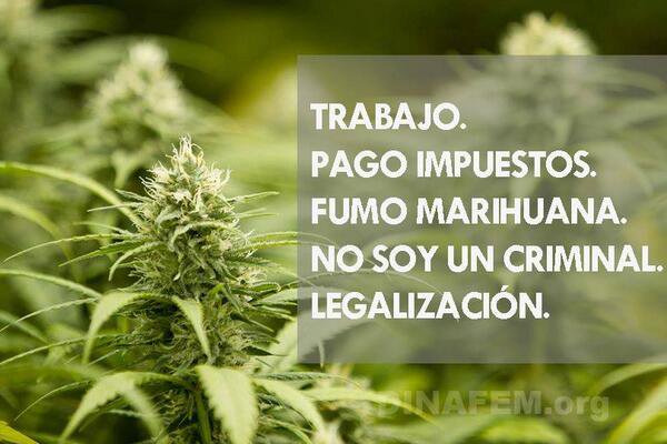 lamotagrow's tweet photo. Pon tu granito de arena ¡Comparte! #marihuana #legalización https://t.co/ymQIXuBYM4