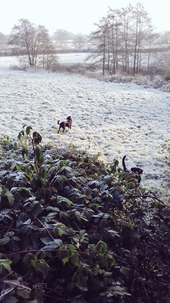 davina_rowe's tweet photo. Frosty mornings walk with this pair #spotthelab https://t.co/ZnwJ0sIjiS