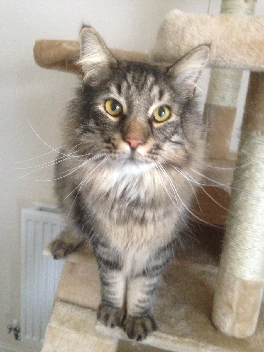 woofnewport's tweet image. #CatnipAddict