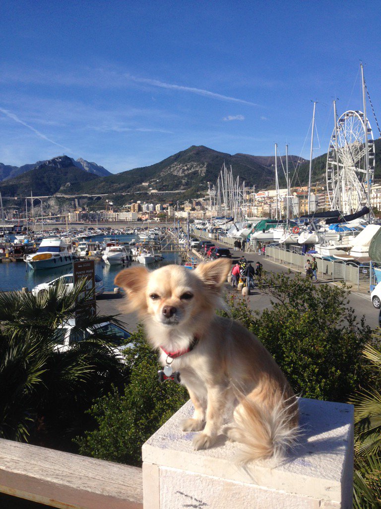 Travel_Chihuas's tweet photo. Salifornia Sun #travel #chihuahua #Salerno #Amalficoast https://t.co/6WiwItm8Cu