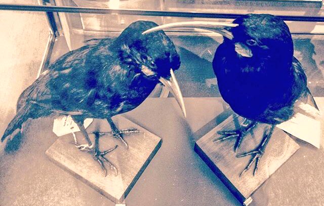LostSpeciesDay's tweet photo. Did you know that #huia were first thought to be 2 different species due to their huge degree of sexual #dimorphism? (🚹 on left, 🚺 on right) https://t.co/Sv13ncrekO