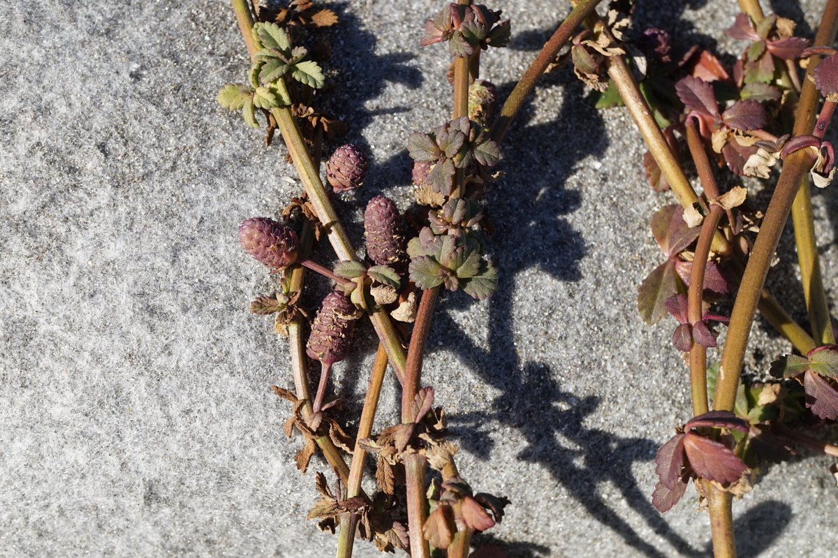 ぬーむ En Twitter まずは海岸の植物から つる状に這って伸びる茎と松ぼっくりのような花穂が面白い植物です 16 12 28 葉山町 イワダレソウ クマツヅラ科 Phyla Nodiflora