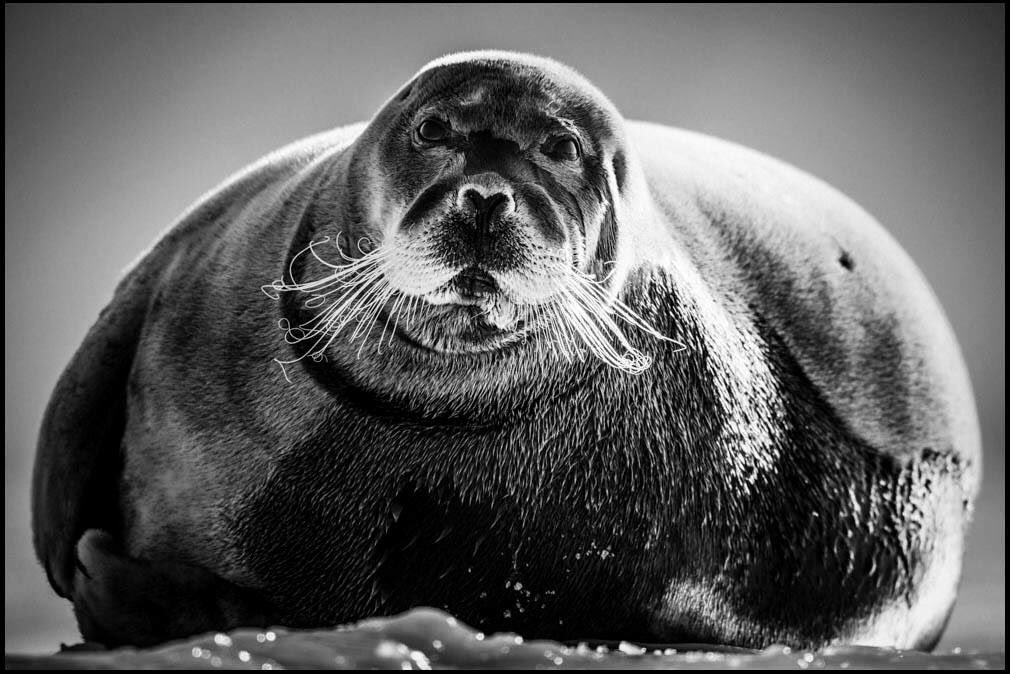 laurentbaheux's tweet image. Bearded seal in the cold by @laurentbaheux #winteriscoming #iceiscold #iceisblack #arcticlife laurentbaheux.com #globalwarming