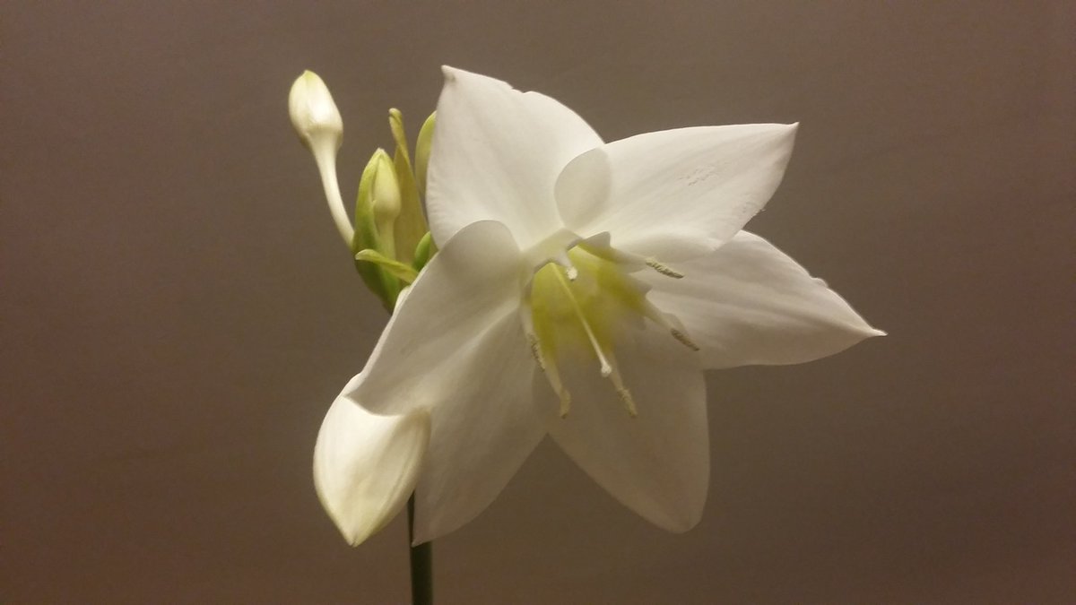 dekorators's tweet photo. #pieceofspring https://t.co/BlxRBHeoB2