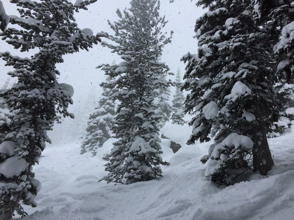 Trees, snow, and Wyoming mountains...  The perfect trio any day👍🏻!!!!