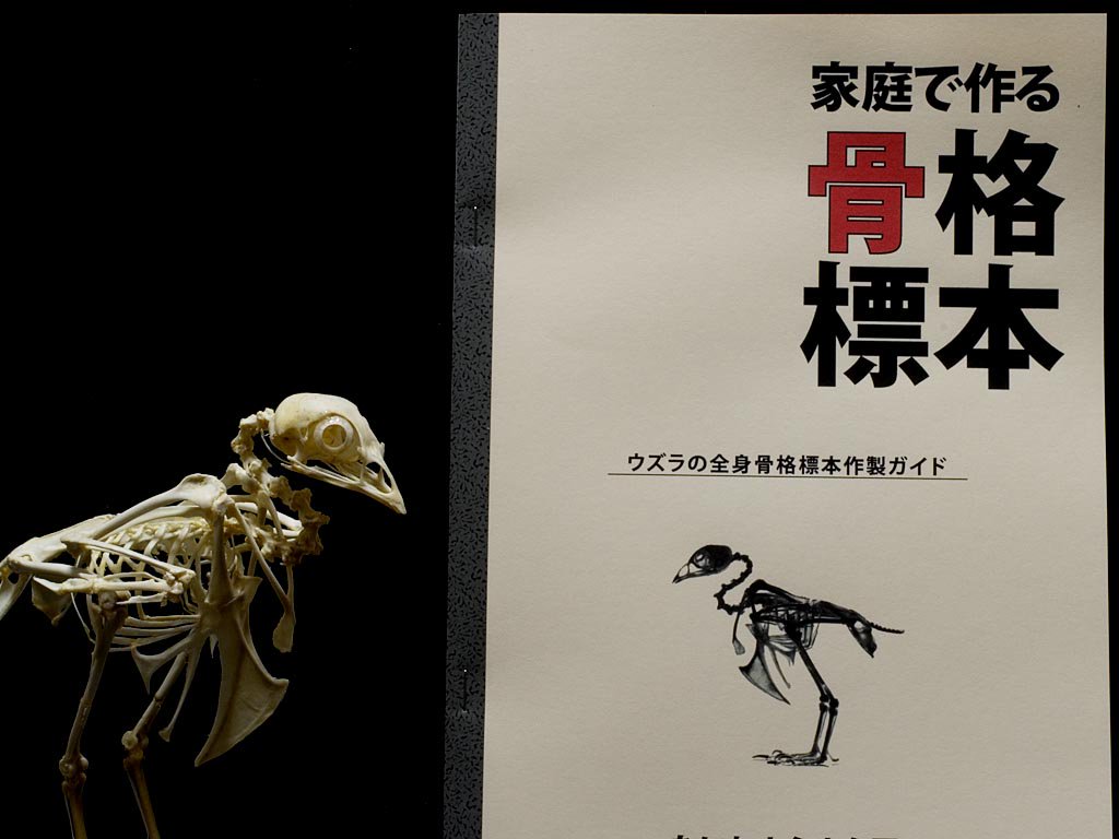 家庭で作る骨格標本」ペットショップでエサ用に売られている冷凍ウズラ