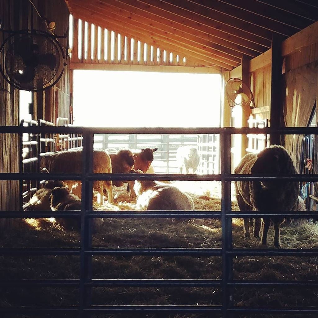 crazysheeplady's tweet photo. Good morning from the barn!
#equinoxfarm #punkinspatch #sheepofinstagram #barns #sunshine https://t.co/QUtjfw7nUe https://t.co/32Z0rvoN1u