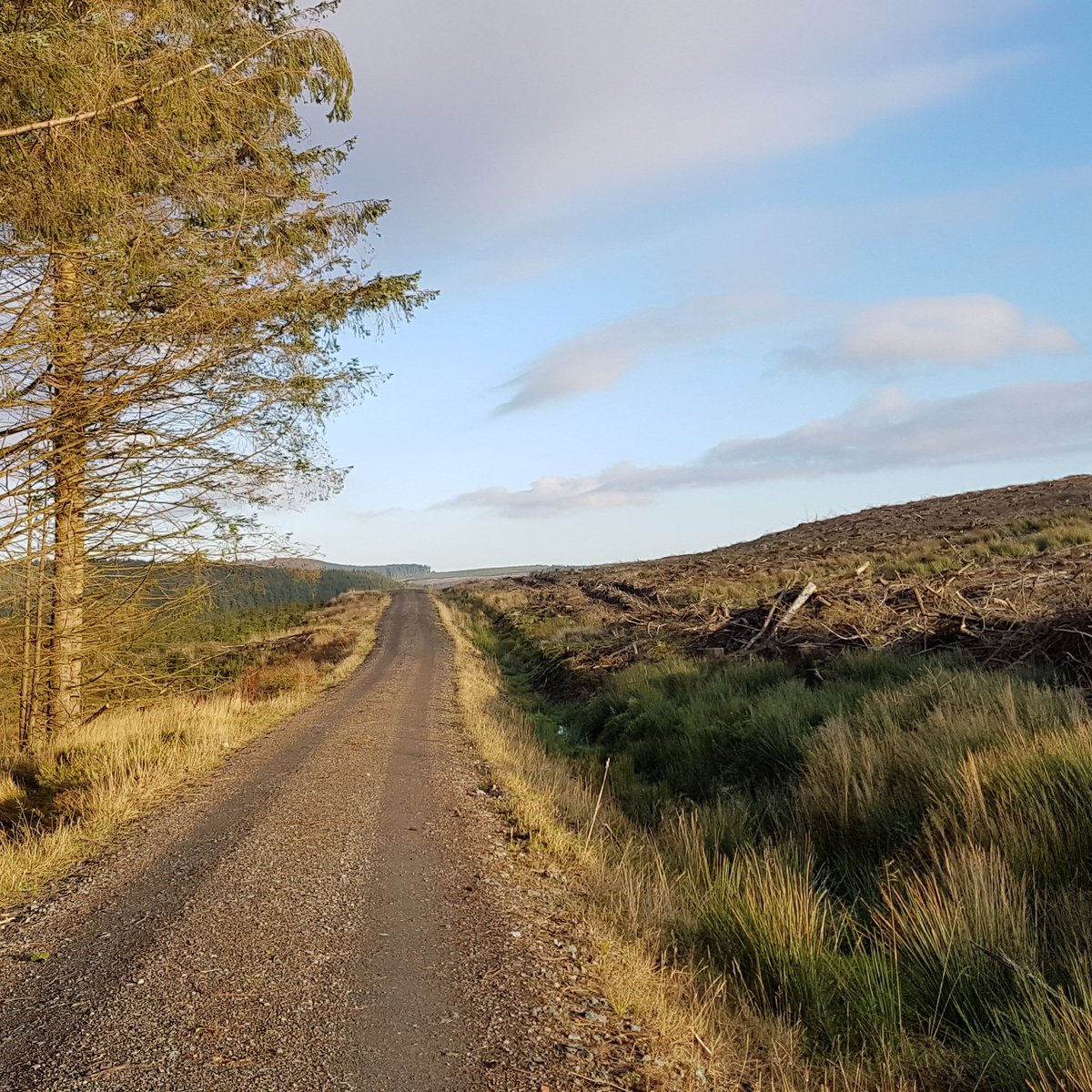 CarolParsons's tweet photo. Today's walk #Northumberland #wintersday #Borderforest https://t.co/ohH71Ahixk