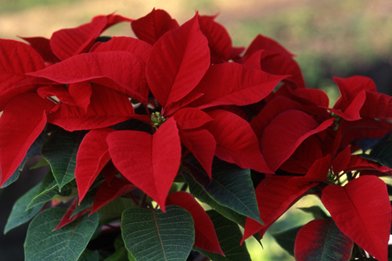 22歳のtwitterイラスト検索結果