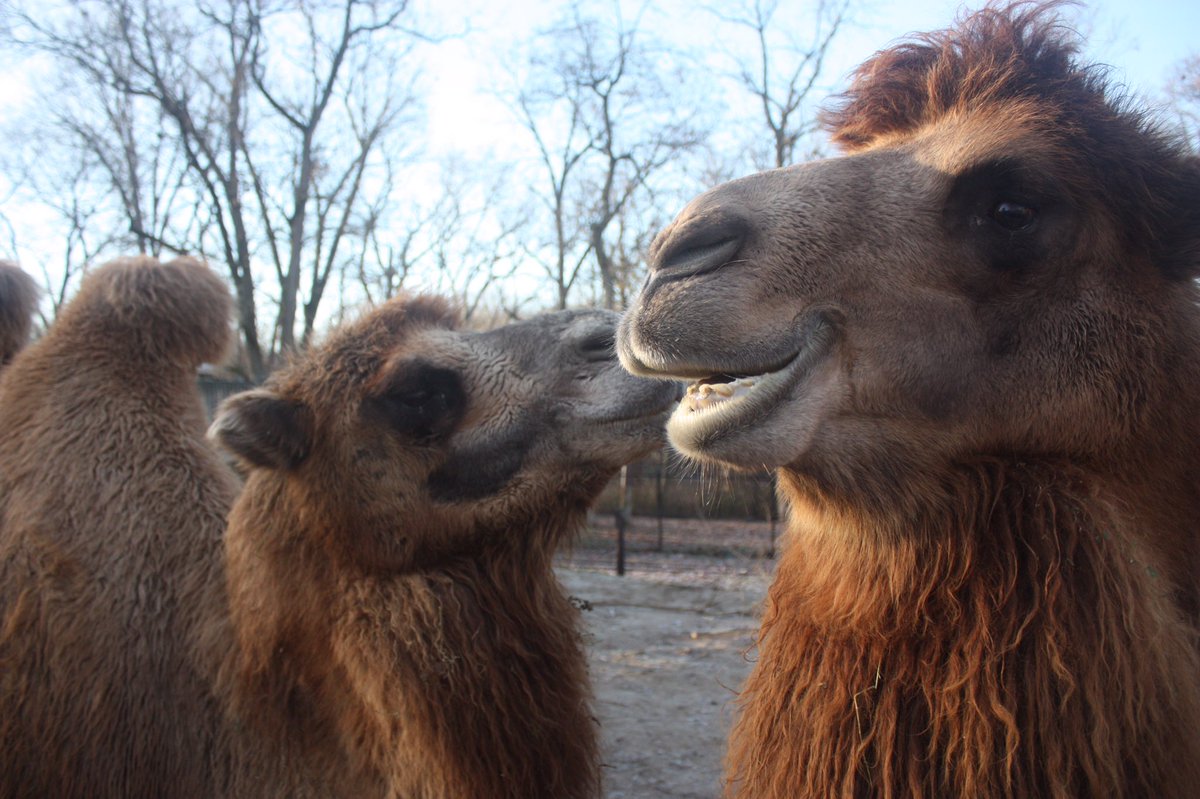 Scovill Zoo tweet media