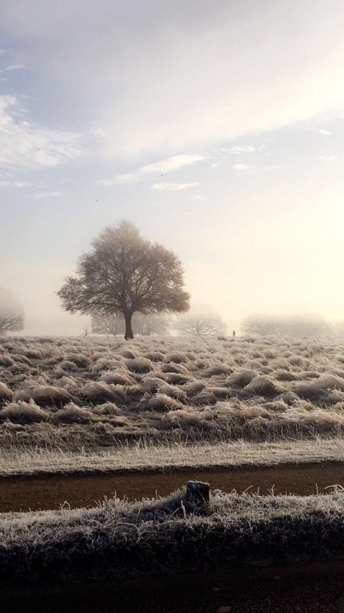#RichmondPark this morning 😍😍😍
.
.
#frost #winter #cold #nationalpark #nature #stunning #pretty #amazing #art #christmas