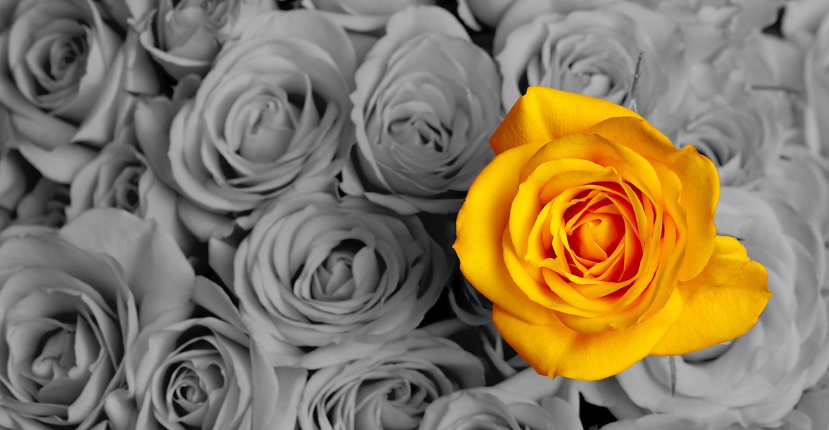 Writing an amazing #gradschool application #essay is all about making it PERSONAL. 🌼 🌸 🌺  bit.ly/2iEDEGh