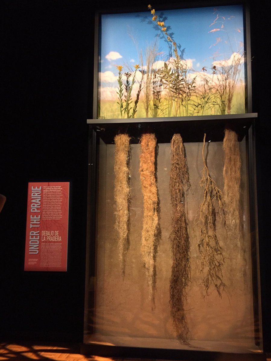 LindseyKonkel's tweet photo. #Prairie roots run deep. Fm Hidden #Wisconsin exhibit @MKEPublicMuseum https://t.co/80KfhiE9rY