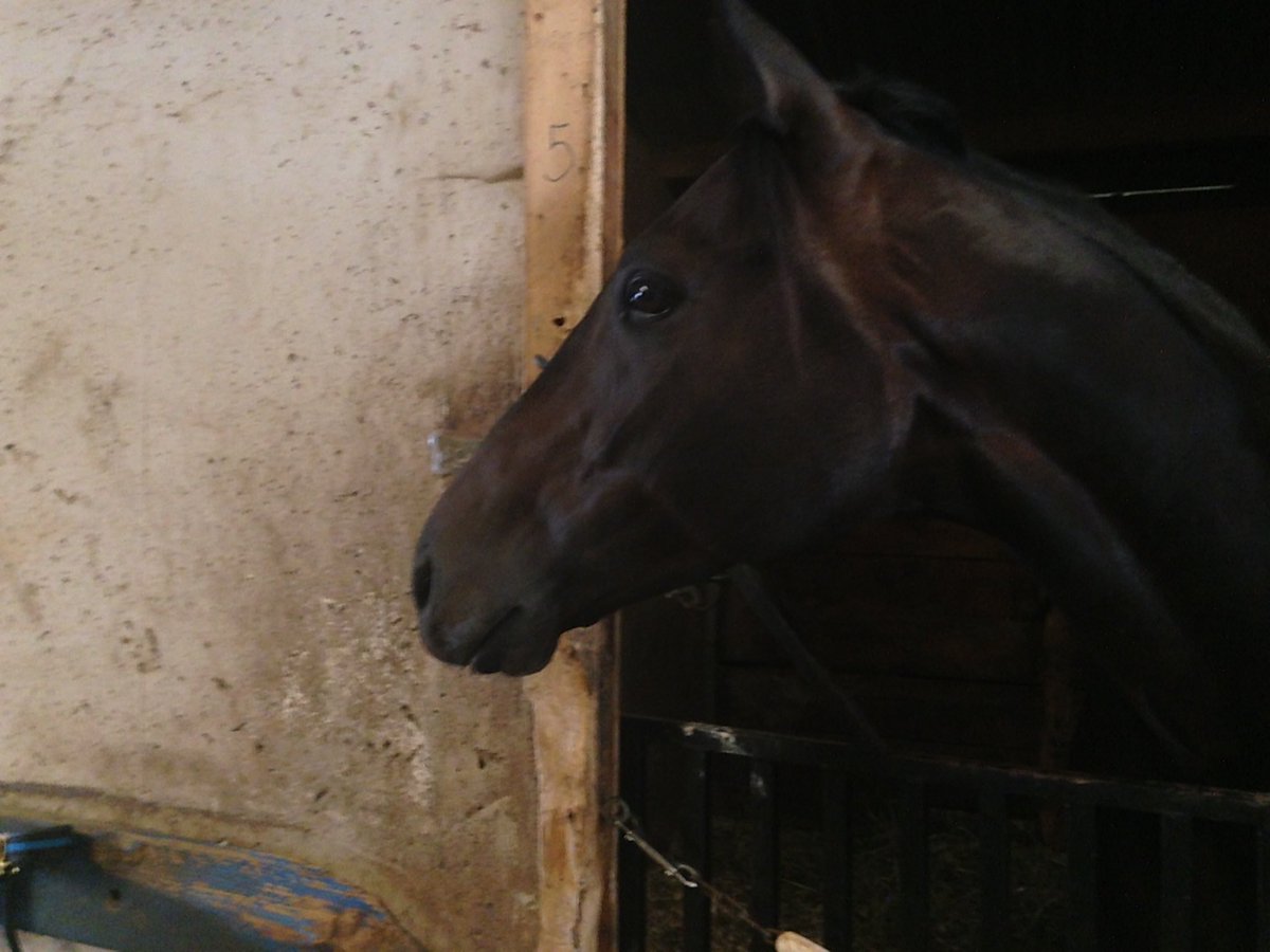 Integrity Racing (@integrityrs) on Twitter photo Mind your Manners getting pumped for the 5th today <a href="/HollywoodMVRC/">Hollywood Mahoning</a> See you in the winners circle <a href="/IntegrityRS/">Integrity Racing</a> #$500ashare Mind your Manners getting pumped for the 5th today <a href="/HollywoodMVRC/">Hollywood Mahoning</a> See you in the winners circle <a href="/IntegrityRS/">Integrity Racing</a> #$500ashare