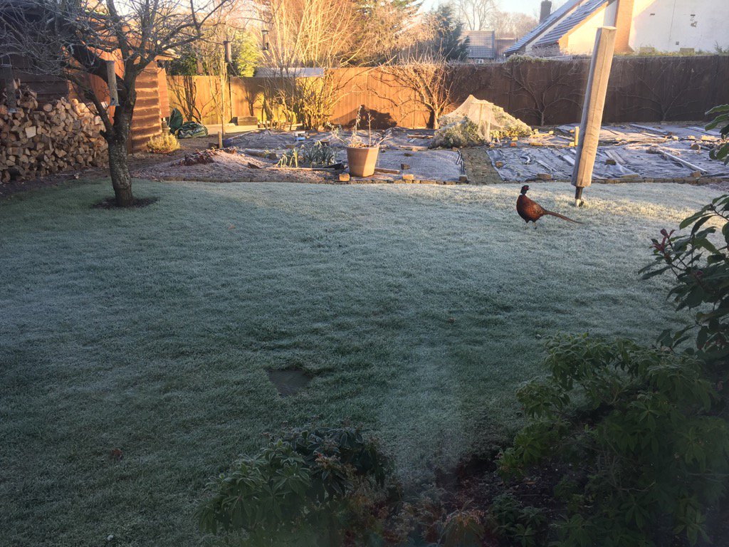 anguscampbell2's tweet photo. Dinner is served!!
Large cock in the garden https://t.co/TpSWFfGFgc