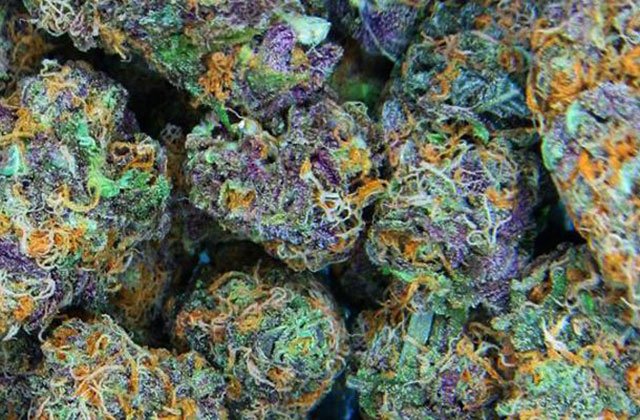 Peace_Amsterdam's tweet photo. MIX AND MATCH 4 TOP SHELF GRAMS TO CREATE A "CRAZY 8TH" $42
ALL PREMIUM PRE ROLLS $6
PRIVATE SELECT 8THS $45
#POA https://t.co/VS7LyiLONH