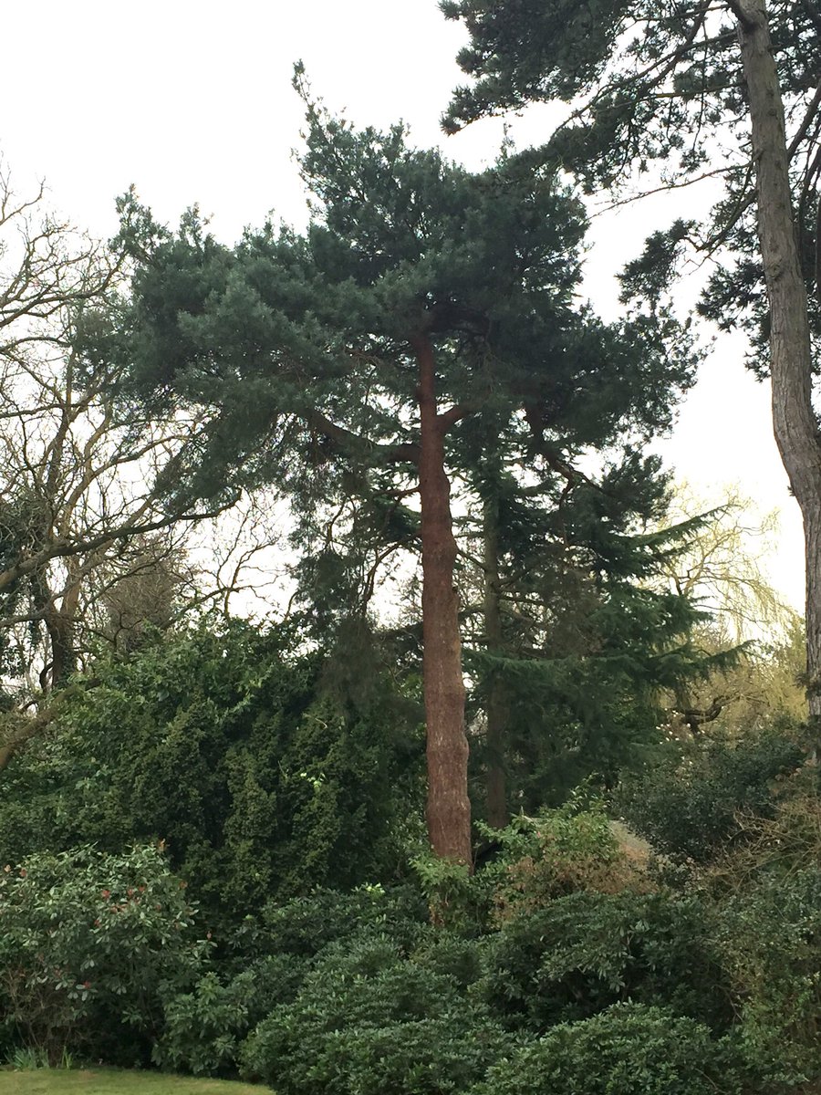 MidgardTrees's tweet photo. Spot the difference! Ivy removal makes such a difference! #midgardtrees https://t.co/swXUgX4xvC