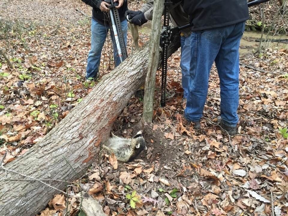 Hi-Lift Jack Use #248 - Raccoon Rescue Tool #hiliftjacks #theoriginalpowertool (photo cred to JeepTacos on Reddit)