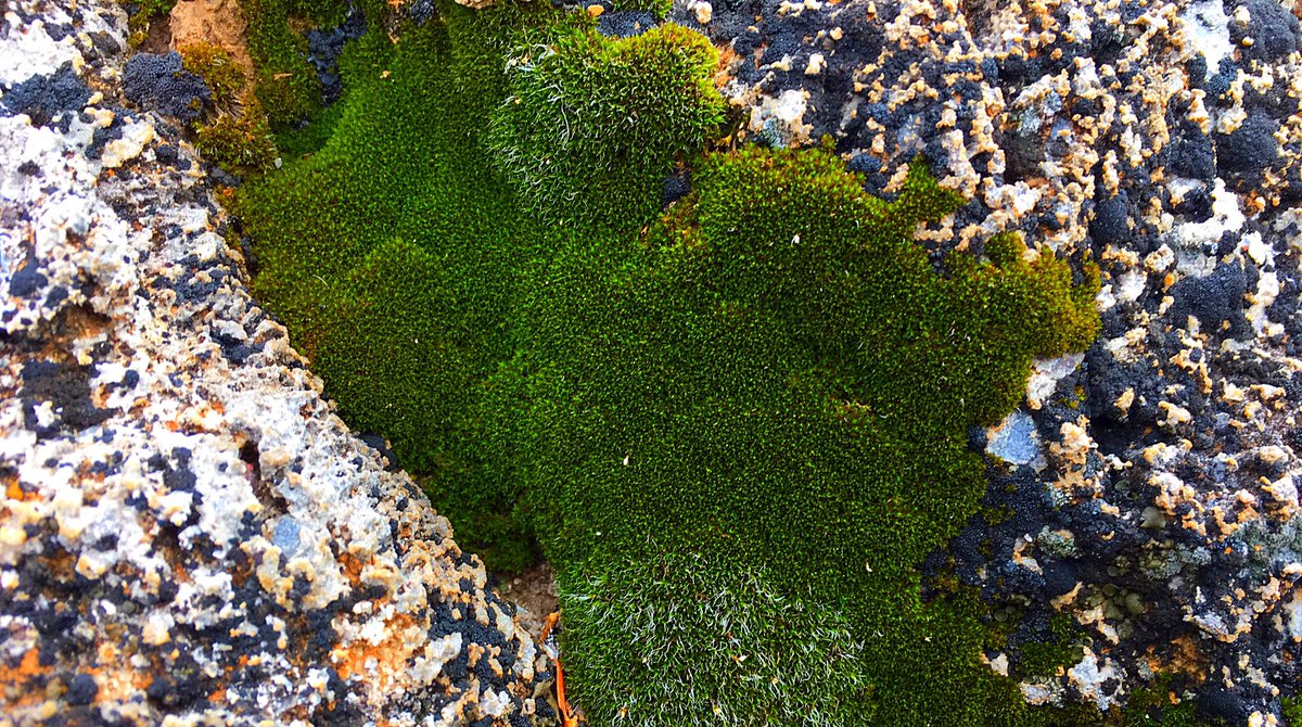 BasinRange's tweet photo. Moss in north-facing rock in Trail Cyn soaked up the recent rains. Death Valley life. https://t.co/kyX7LxXEHW
