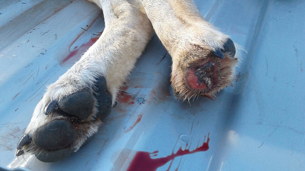 kypredtrpak's tweet photo. Had a good hunt this morn, I took this nice female coming into the call. Back foot looks like it was in a trap..?? https://t.co/2UJAI0Th9G