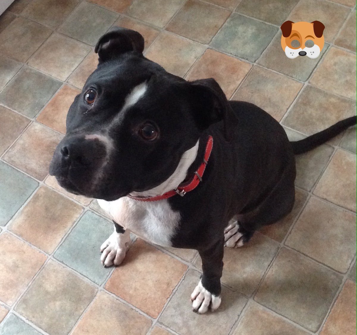 RDR_Dogs's tweet photo. How good does our boy Max look! Happy in his new home .... pinched from his mums feed! 🙈 https://t.co/lwdSfMWHLx