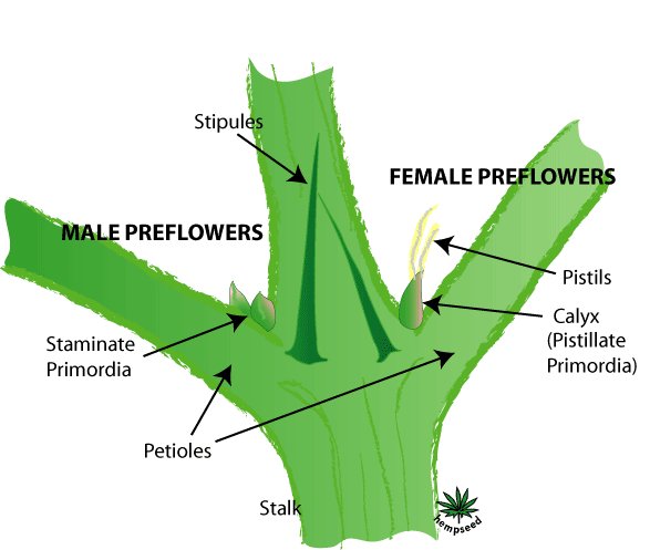 Ever wonder what each part of the cannabis plant is called?  Here's an easy to follow visualization. #mmj #growpro #plant