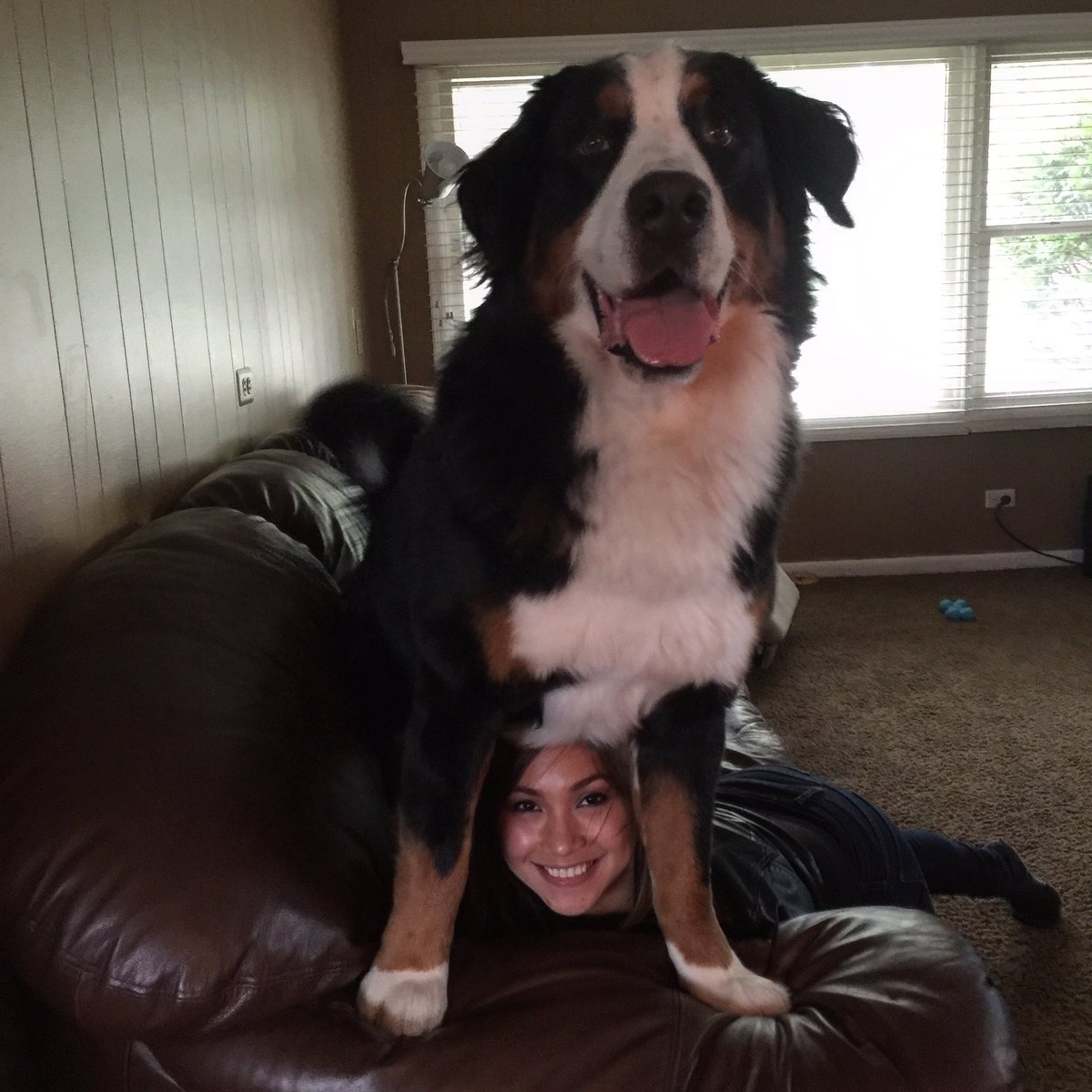 Bluevolution312's tweet photo. Hugo protecting his mother! 😂 #bernese #bernesemountaindog #dog #dogsoftwitter #doglovers #puppy #mountaindog https://t.co/iU3q1o3Df9