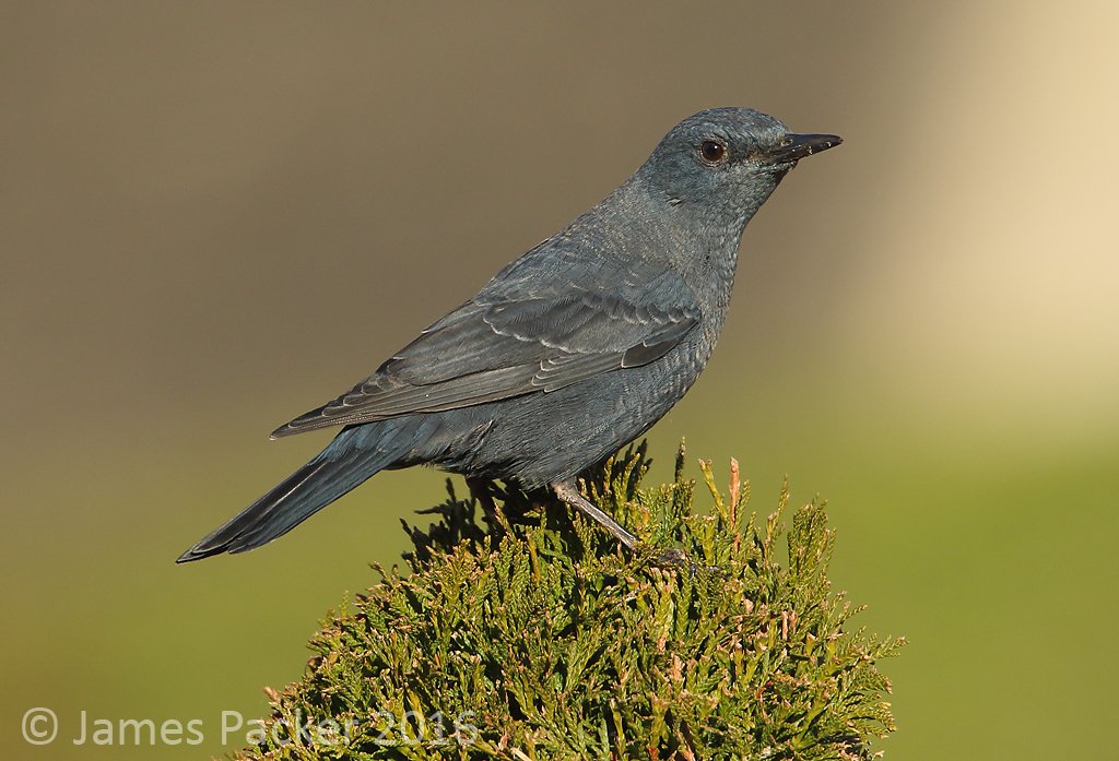 Photo by <a href="/berrowbirder/">James Packer</a> of the BLUE ROCK THRUSH still present this afternoon at Stow-on-the-Wold, Gloucestershire. #rbnGLS #rbnMEGA