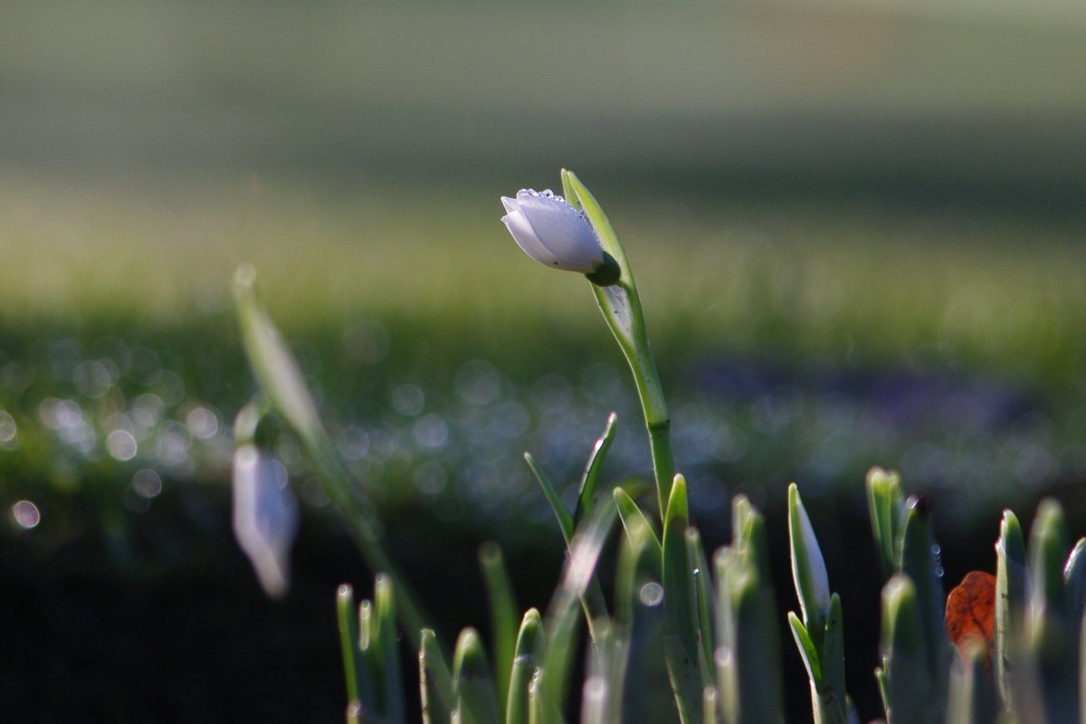 60rl's tweet image. First Snowdrop of the year? #RHSRosemoor #Snowdrop