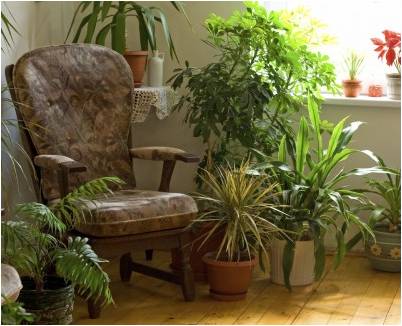 LotusDawn's tweet photo. Common #Houseplants That Purify Air https://t.co/BkqaGozJTz #GardeningTips https://t.co/reAspF2Lql