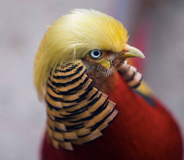 Ord_Off's tweet image. The lesser spotted trump